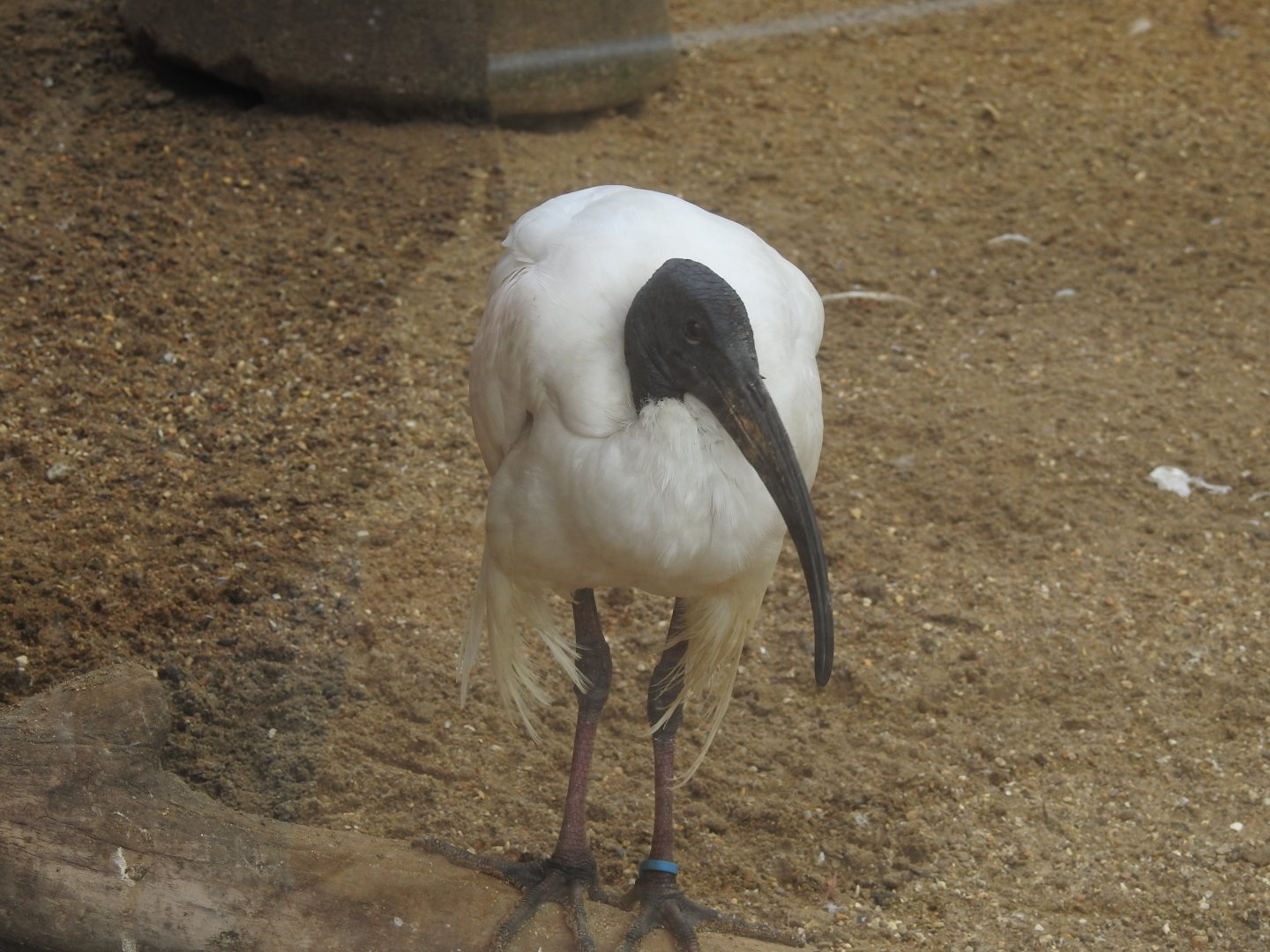 African Sacred Ibis (Threskiornis aethiopicus)