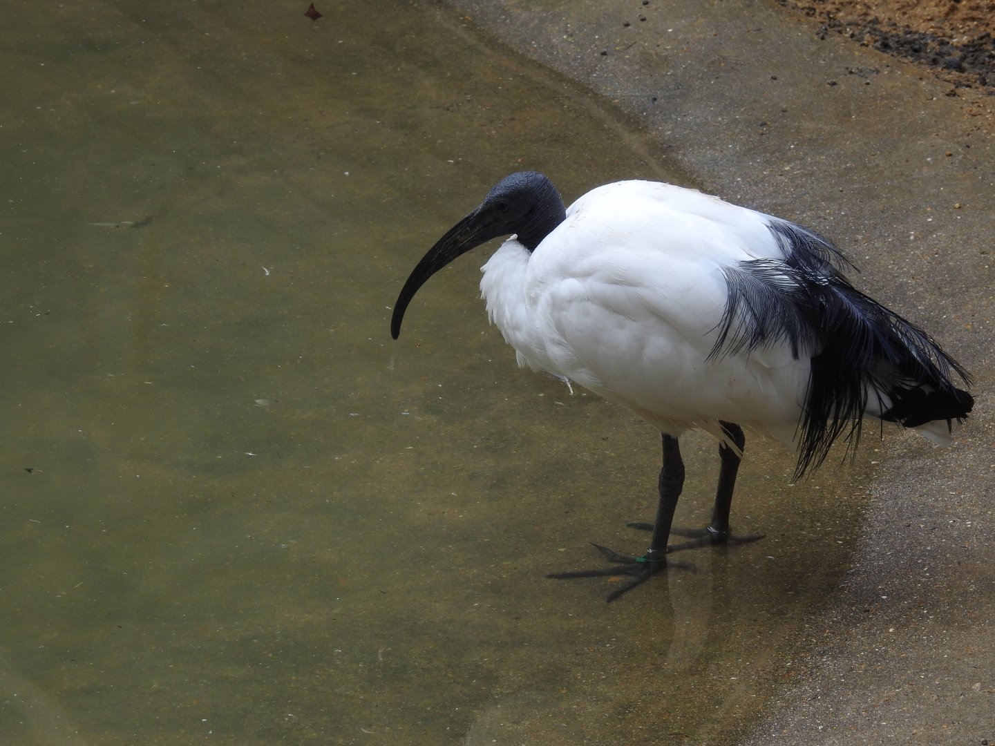 African Sacred Ibis (Threskiornis aethiopicus)