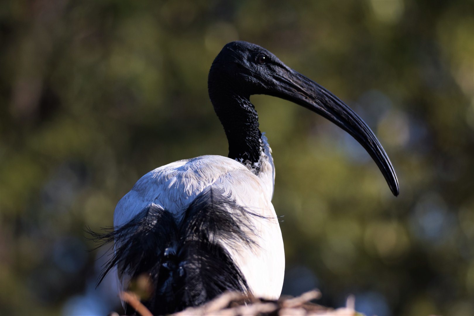 African Sacred Ibis (Threskiornis aethiopicus)