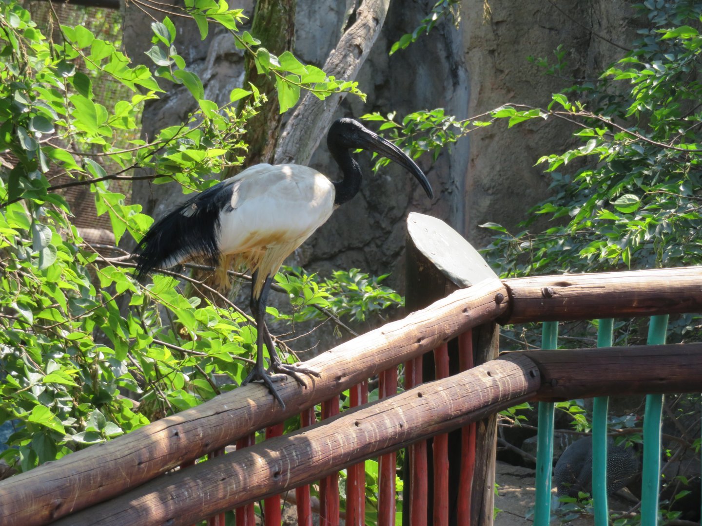 African Sacred Ibis (Threskiornis aethiopicus)