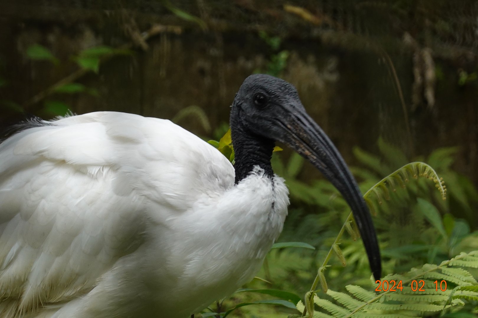 African Sacred Ibis (Threskiornis aethiopicus)