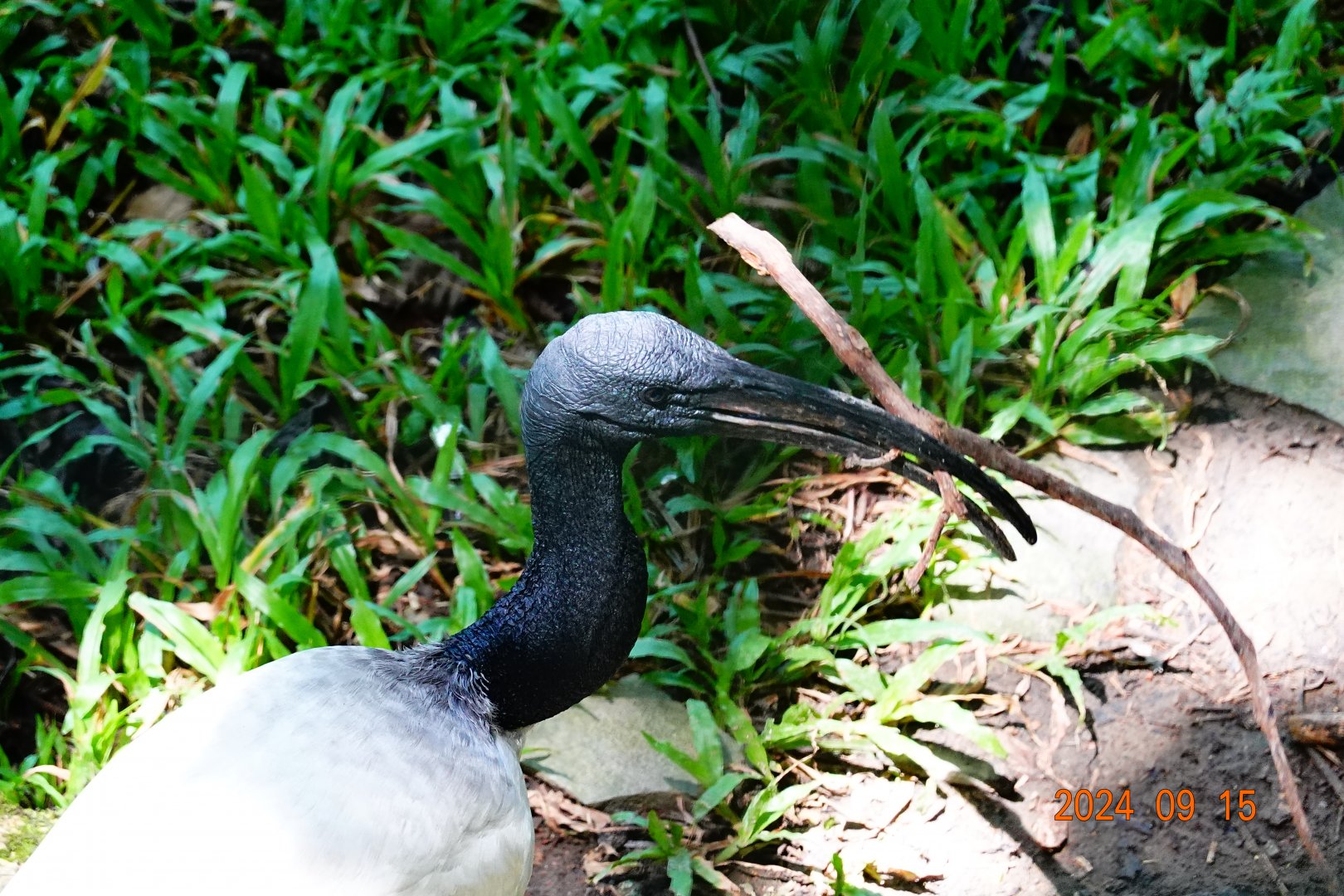 African Sacred Ibis (Threskiornis aethiopicus)