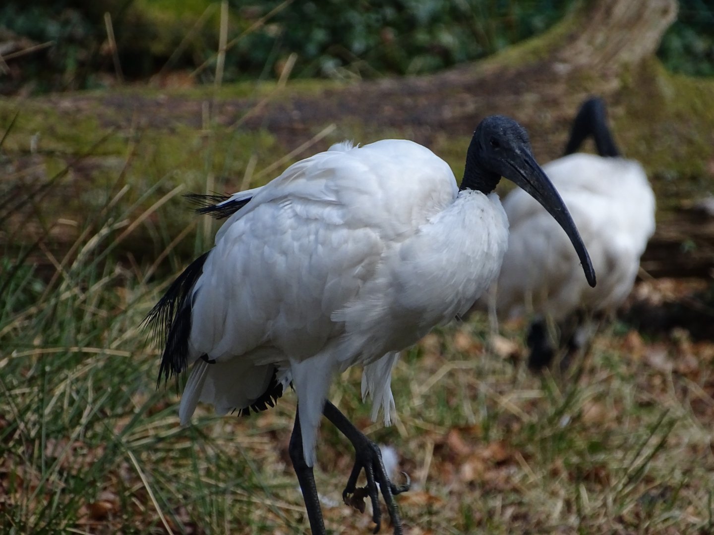 African sacred ibis (Threskiornis aethiopicus)
