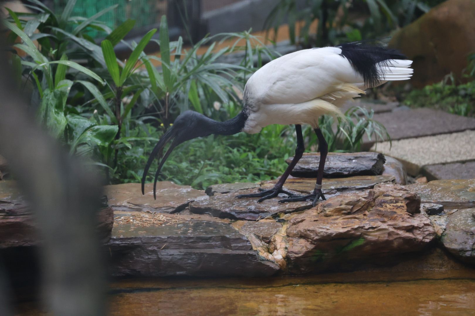 African sacred ibis (Threskiornis aethiopicus)