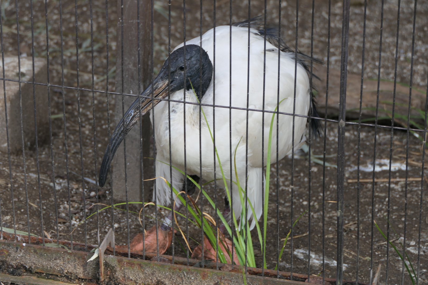 African Sacred Ibis (Threskiornis aethiopicus)