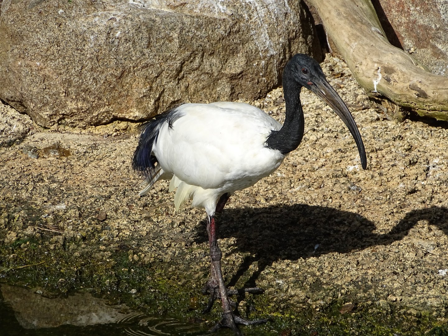 African sacred ibis (Threskiornis aethiopicus)