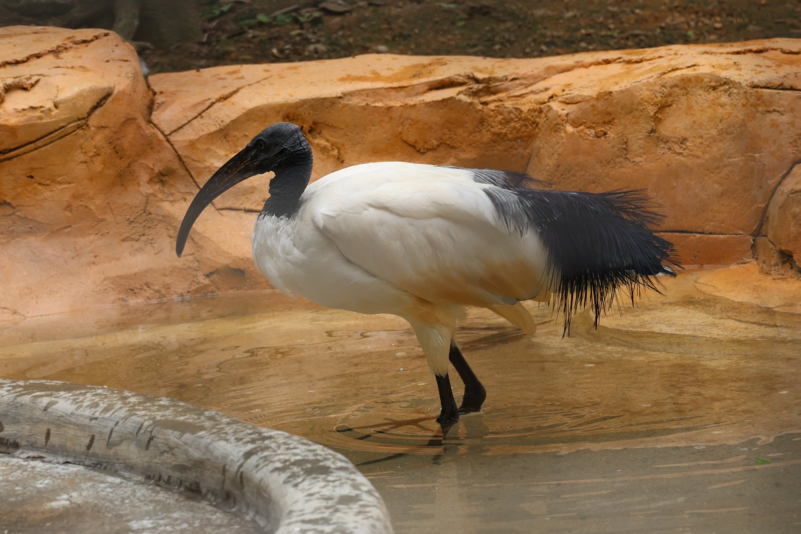 African sacred ibis (Threskiornis aethiopicus)