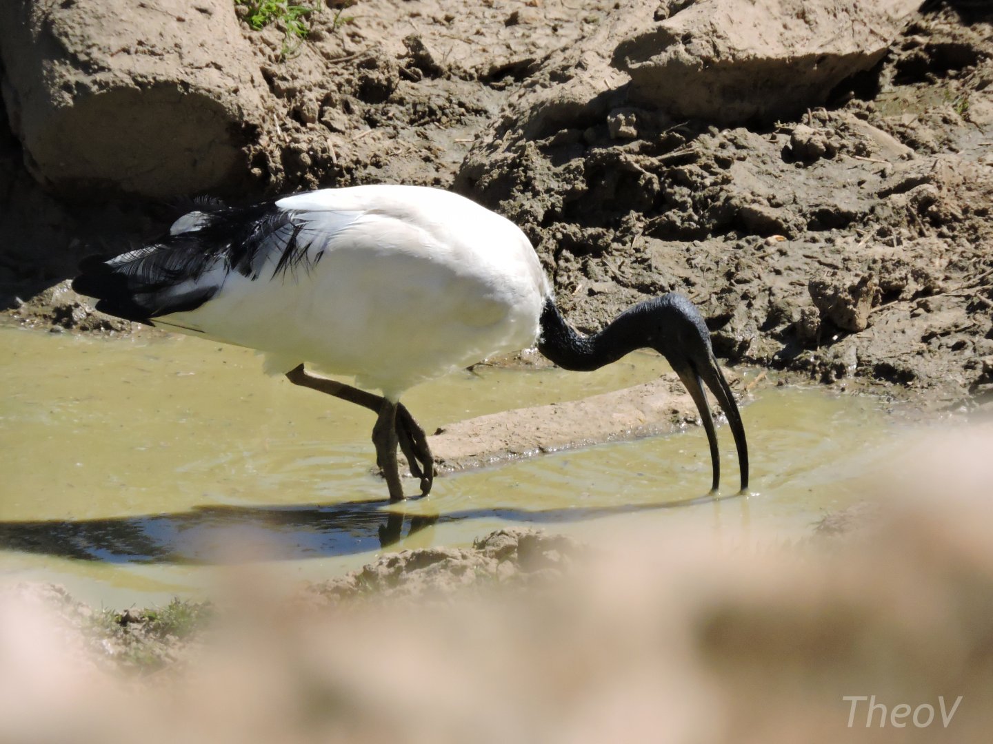 African sacred ibis - Vallée des rhinocéros [2015]