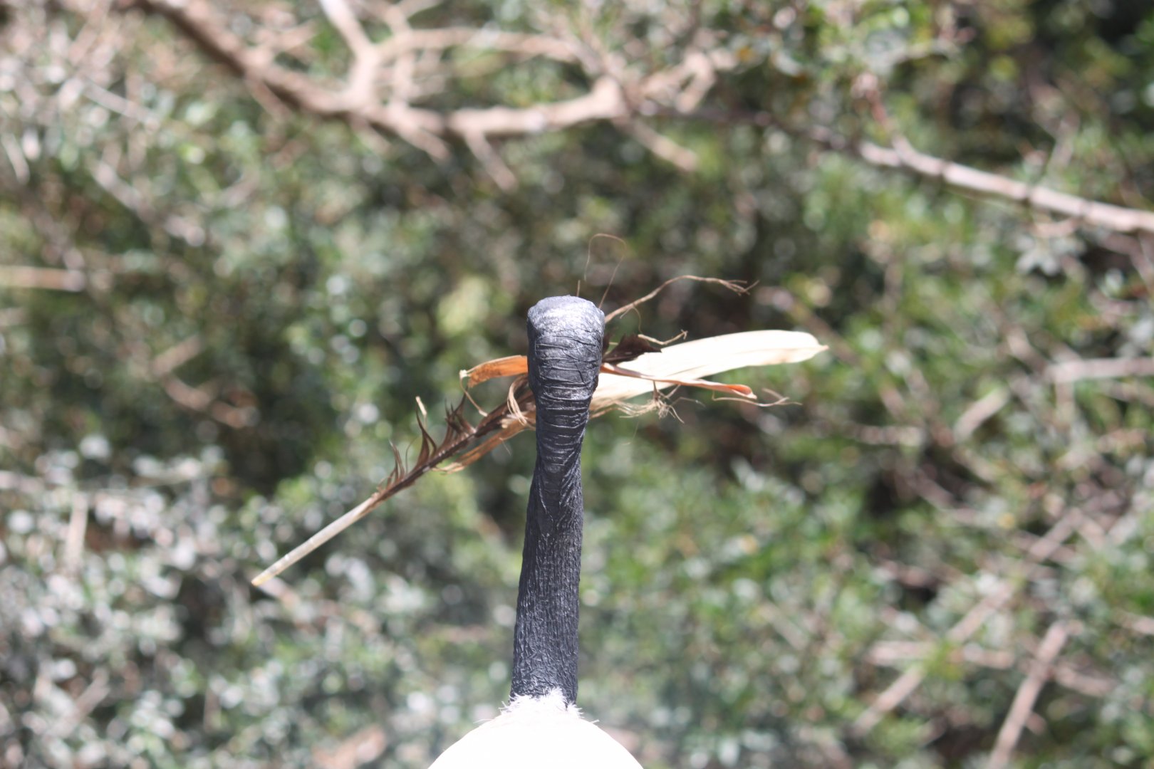 African sacred ibis with nesting materials