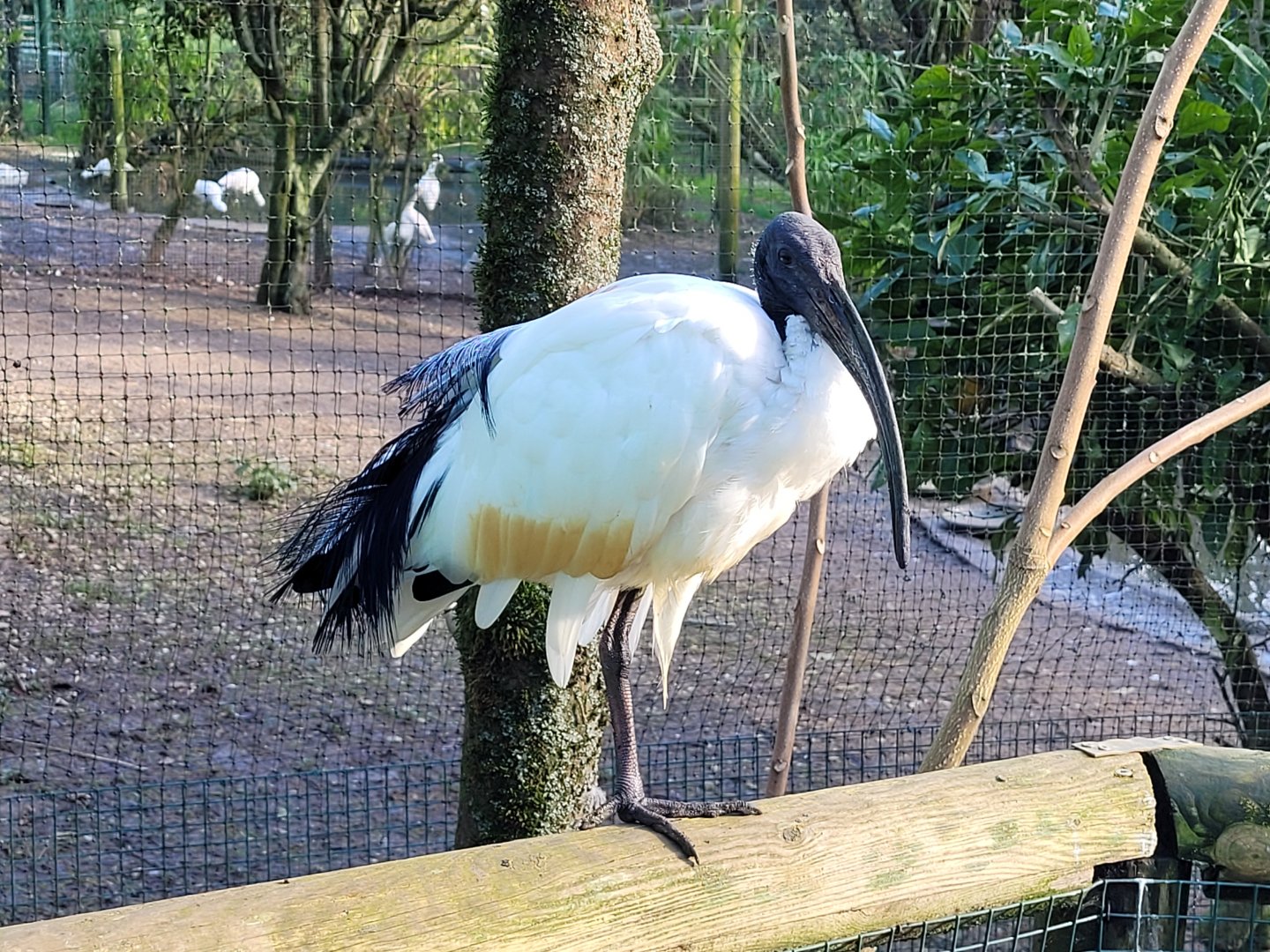 African sacred ibis -Zoo de Santillana del Mar (2023)