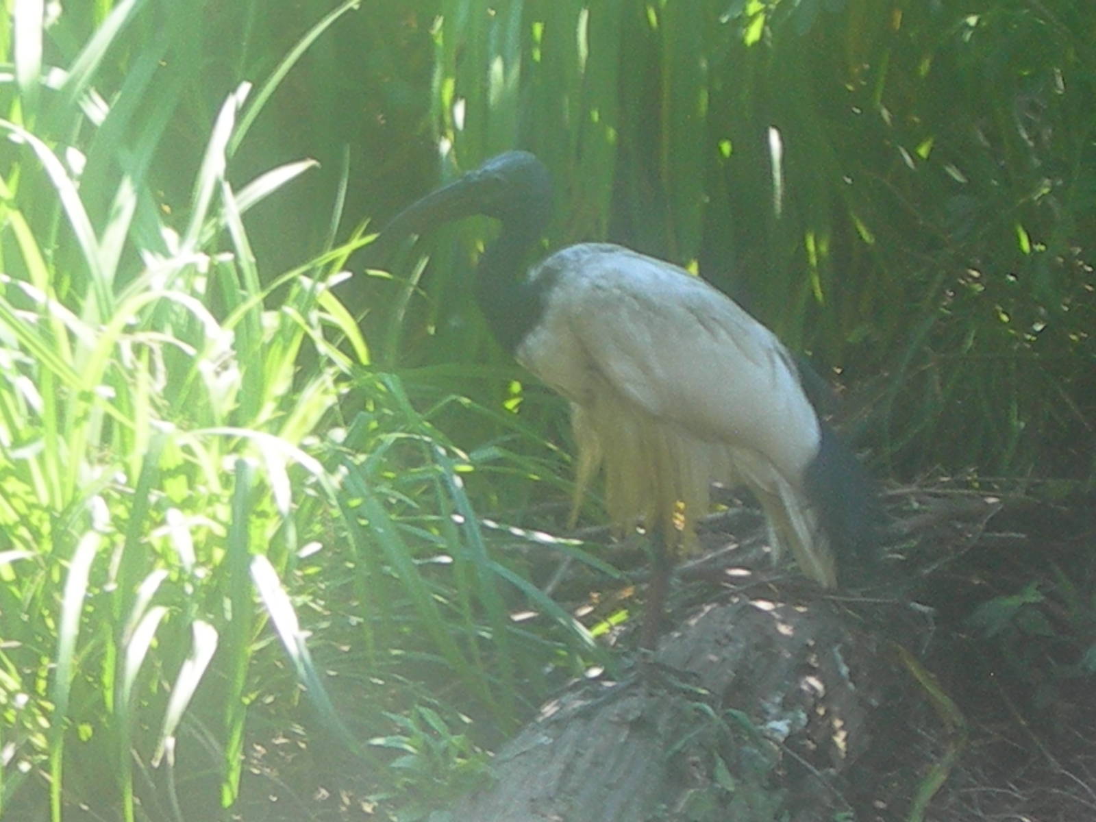 African Sacred Ibis