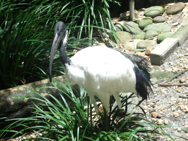 African Sacred Ibis