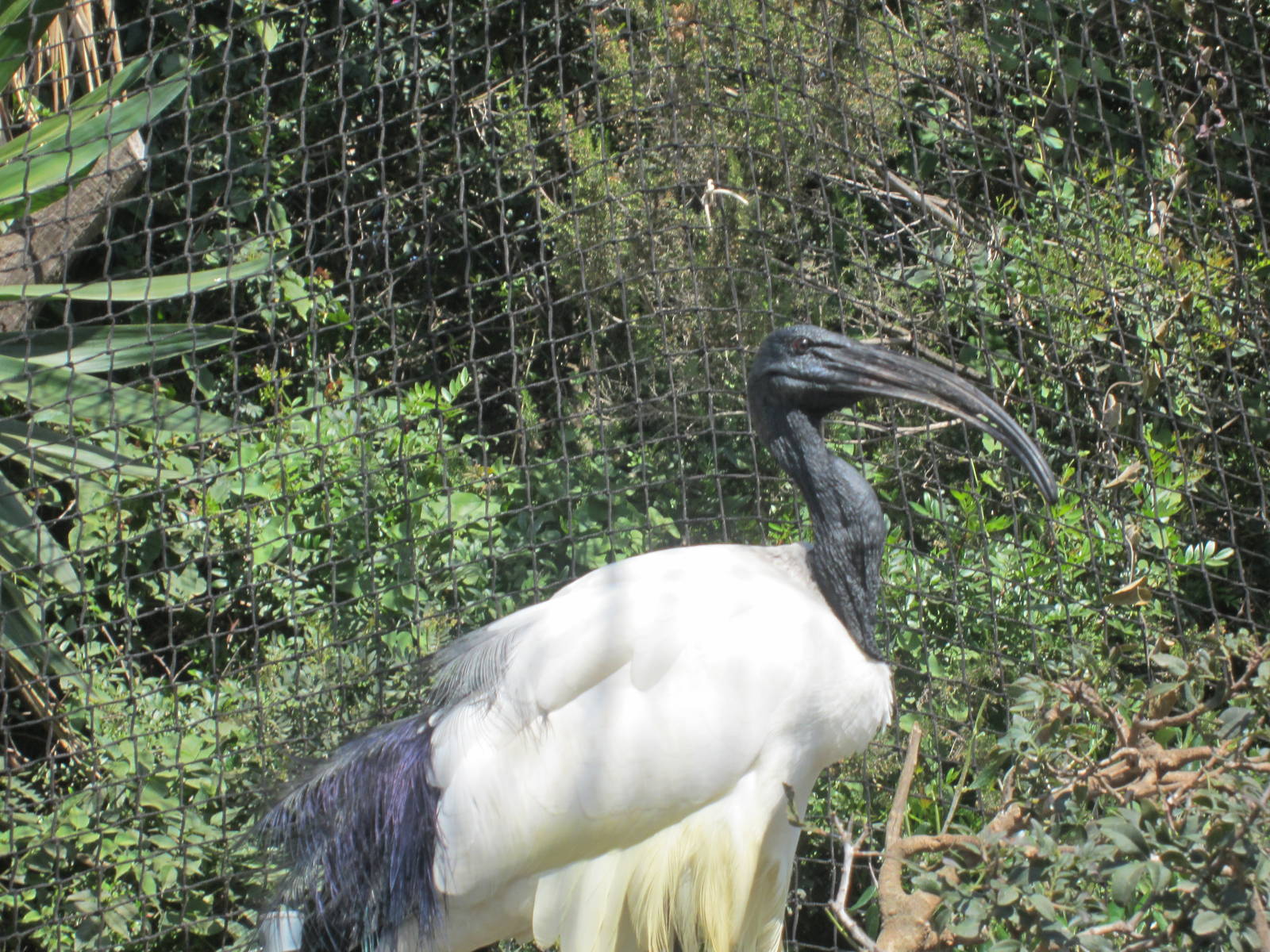 African sacred ibis