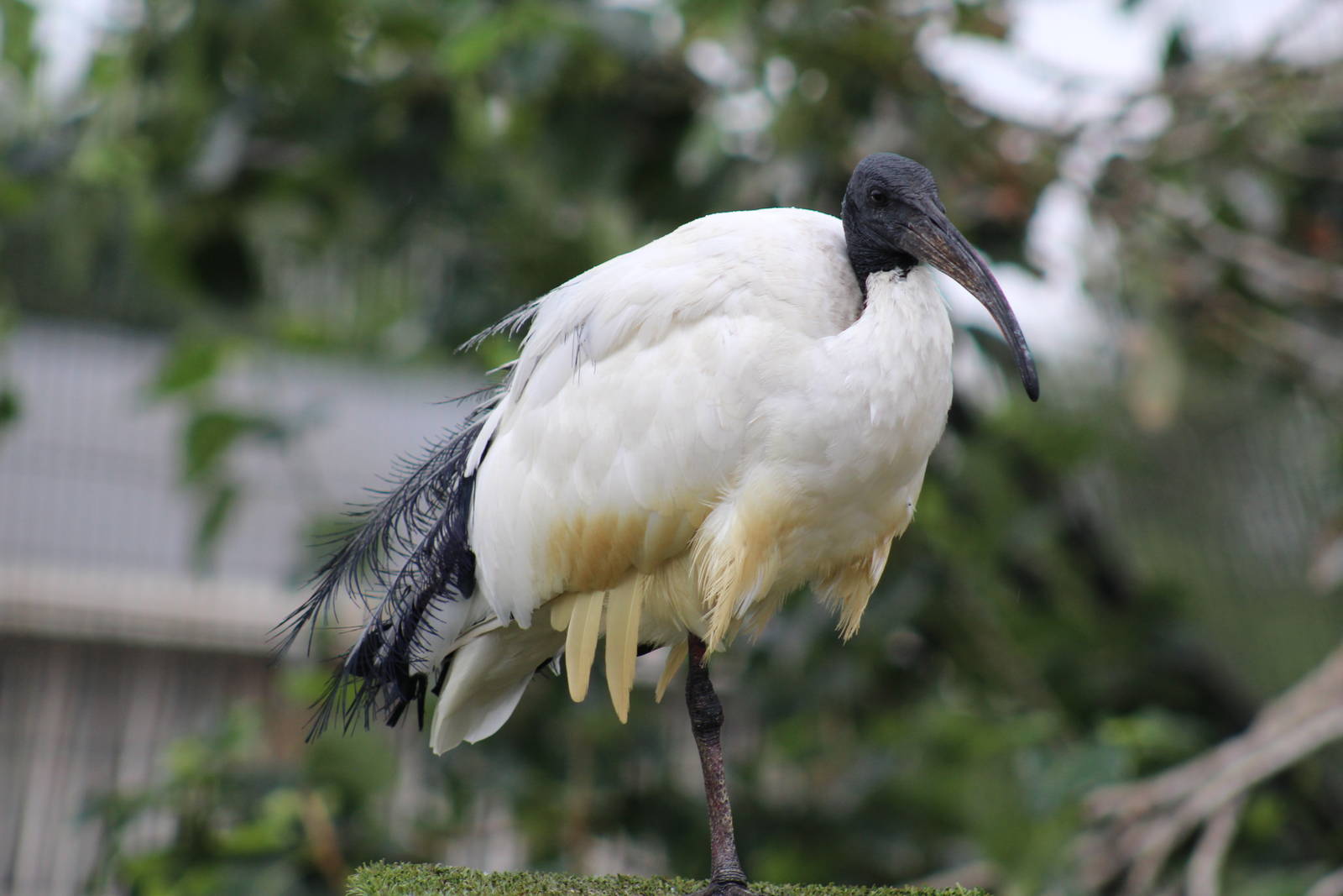 African Sacred Ibis