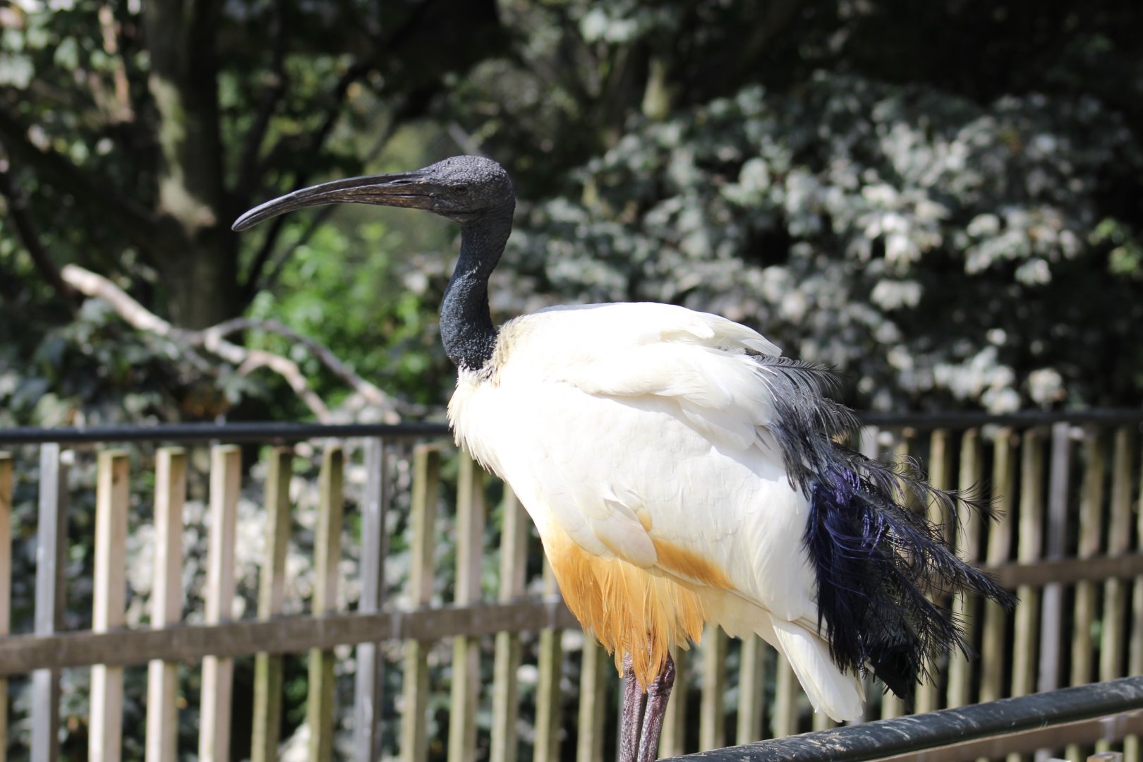 African Sacred Ibis