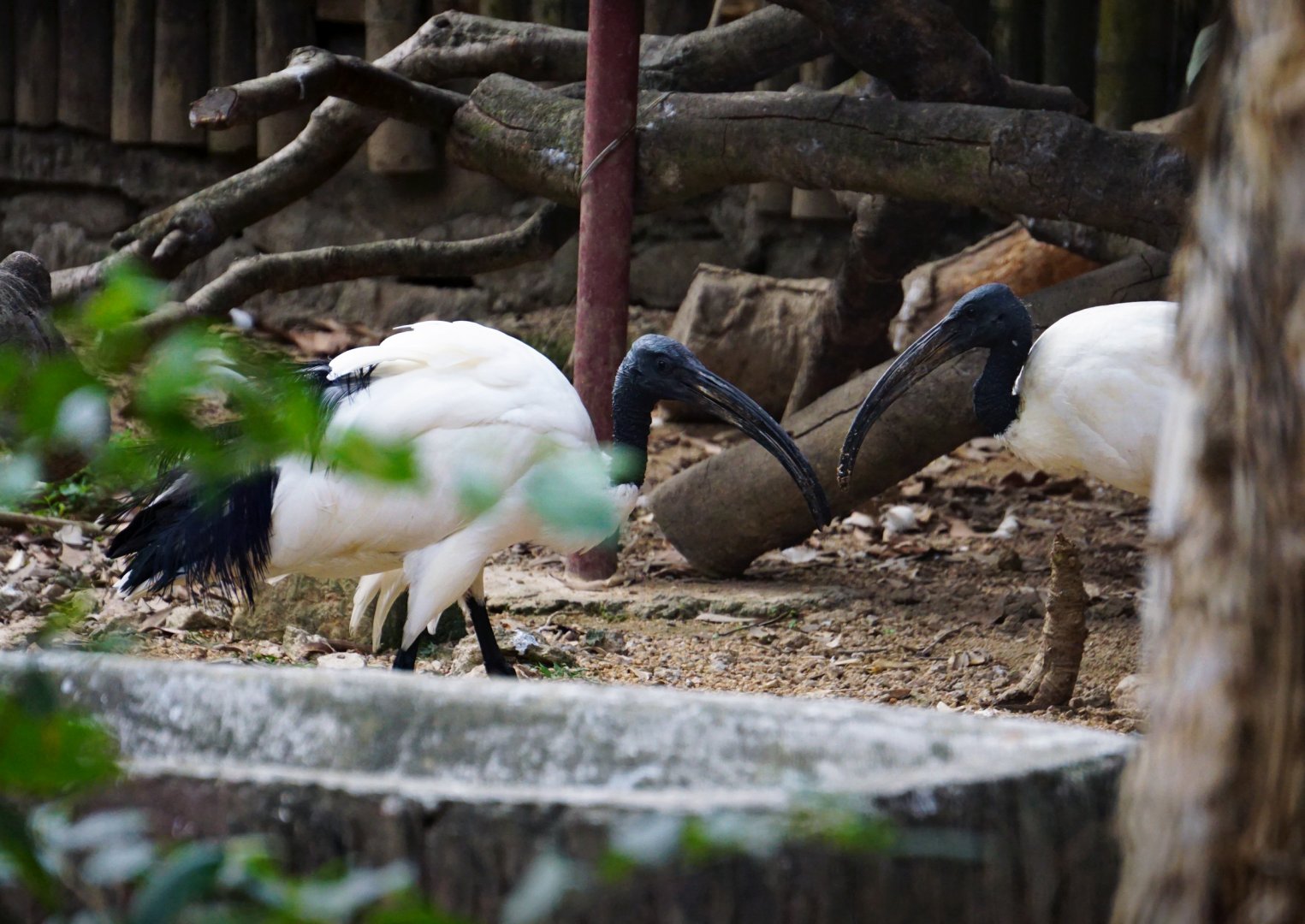 African sacred ibis