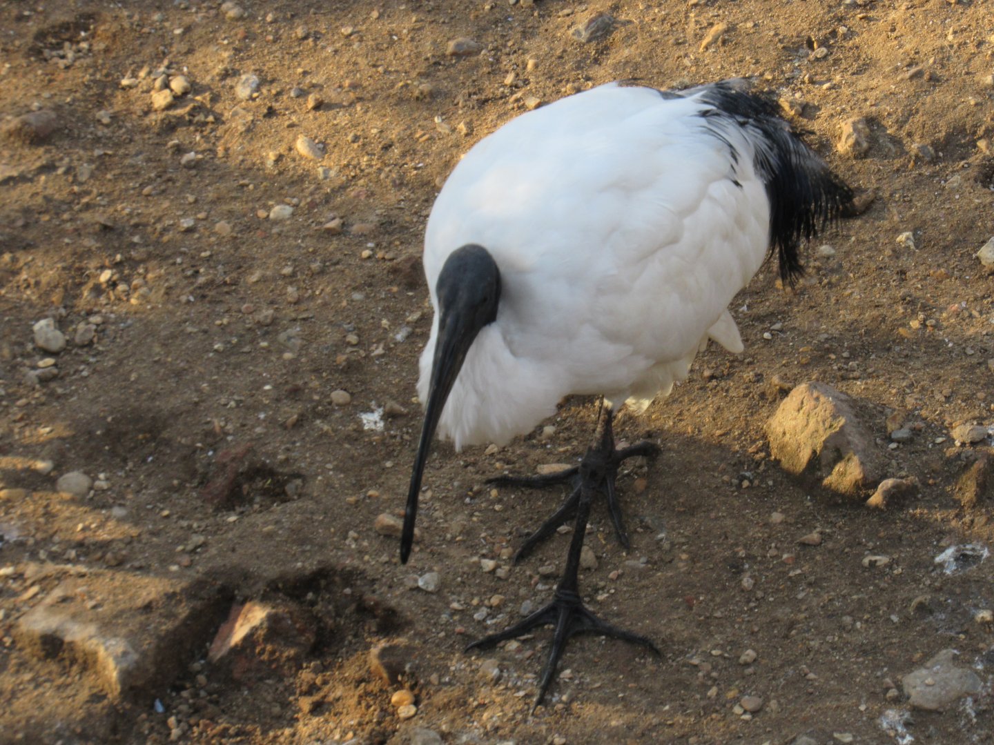 African Sacred Ibis