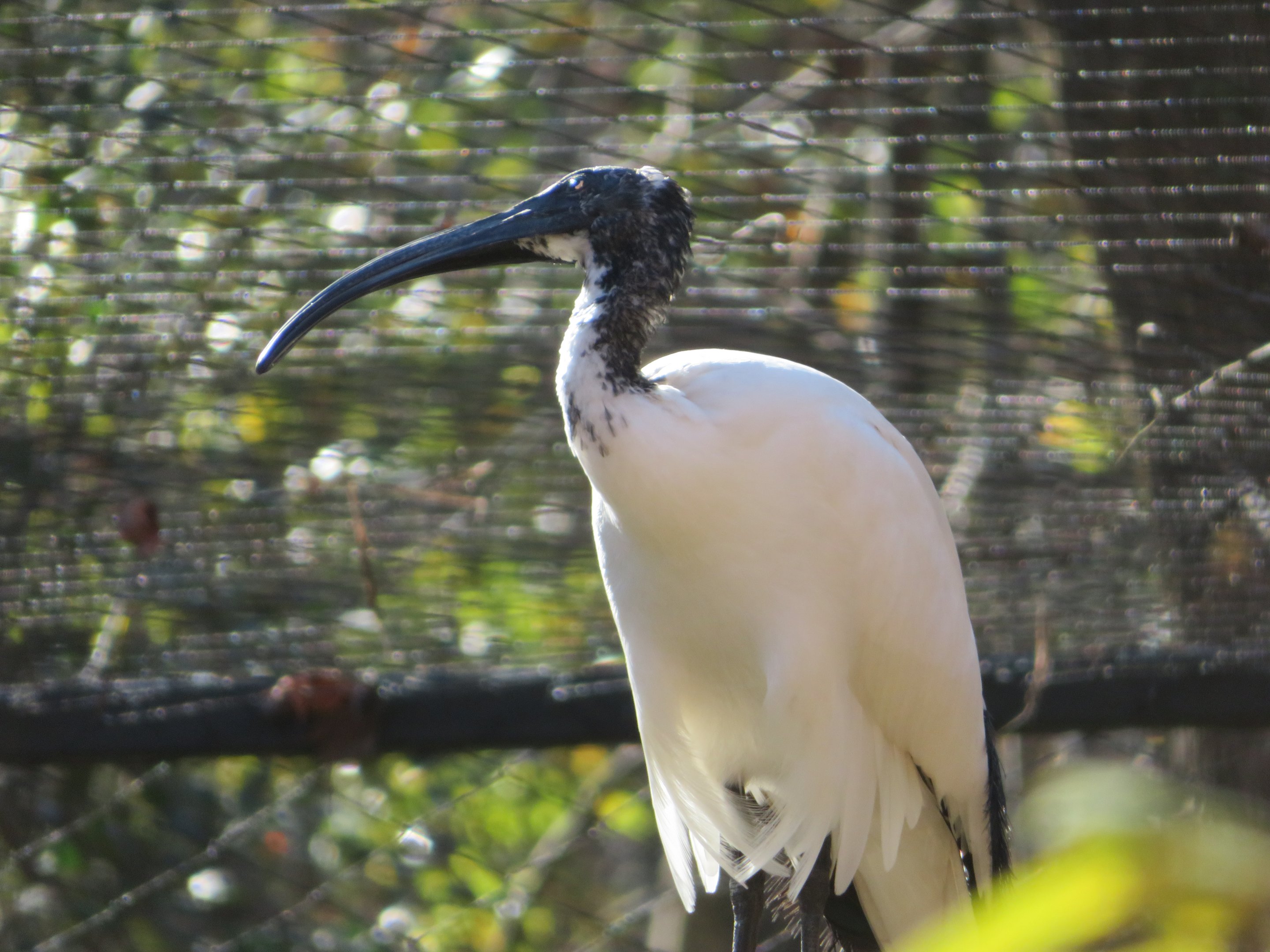 African Sacred Ibis
