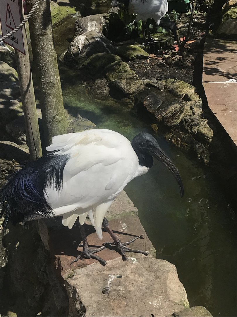 African sacred ibis