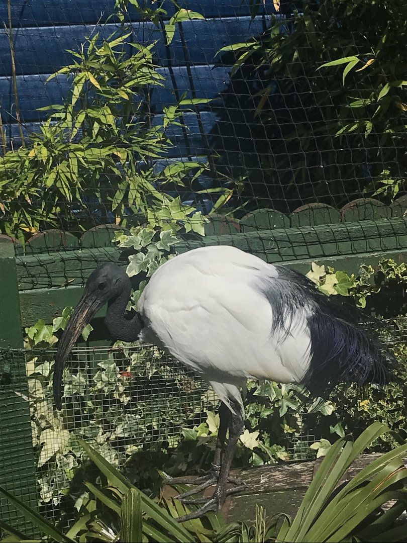 African sacred ibis