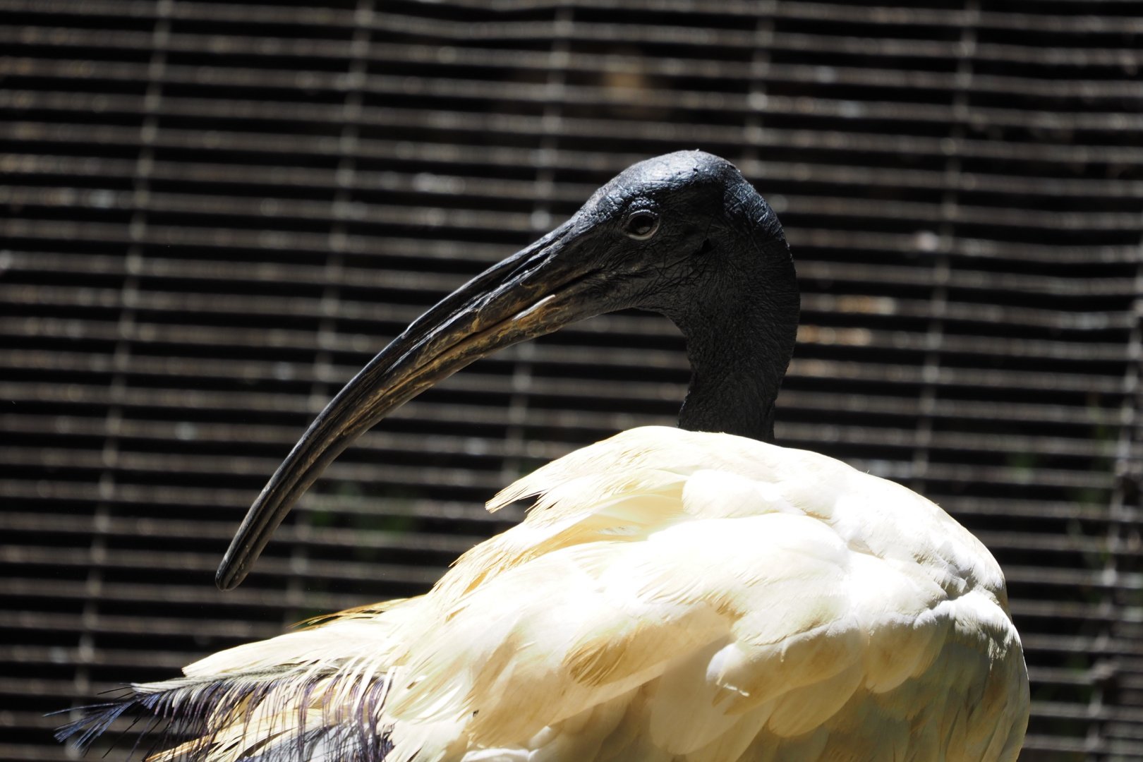 African sacred ibis