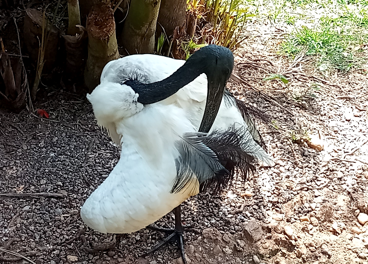 African sacred ibis