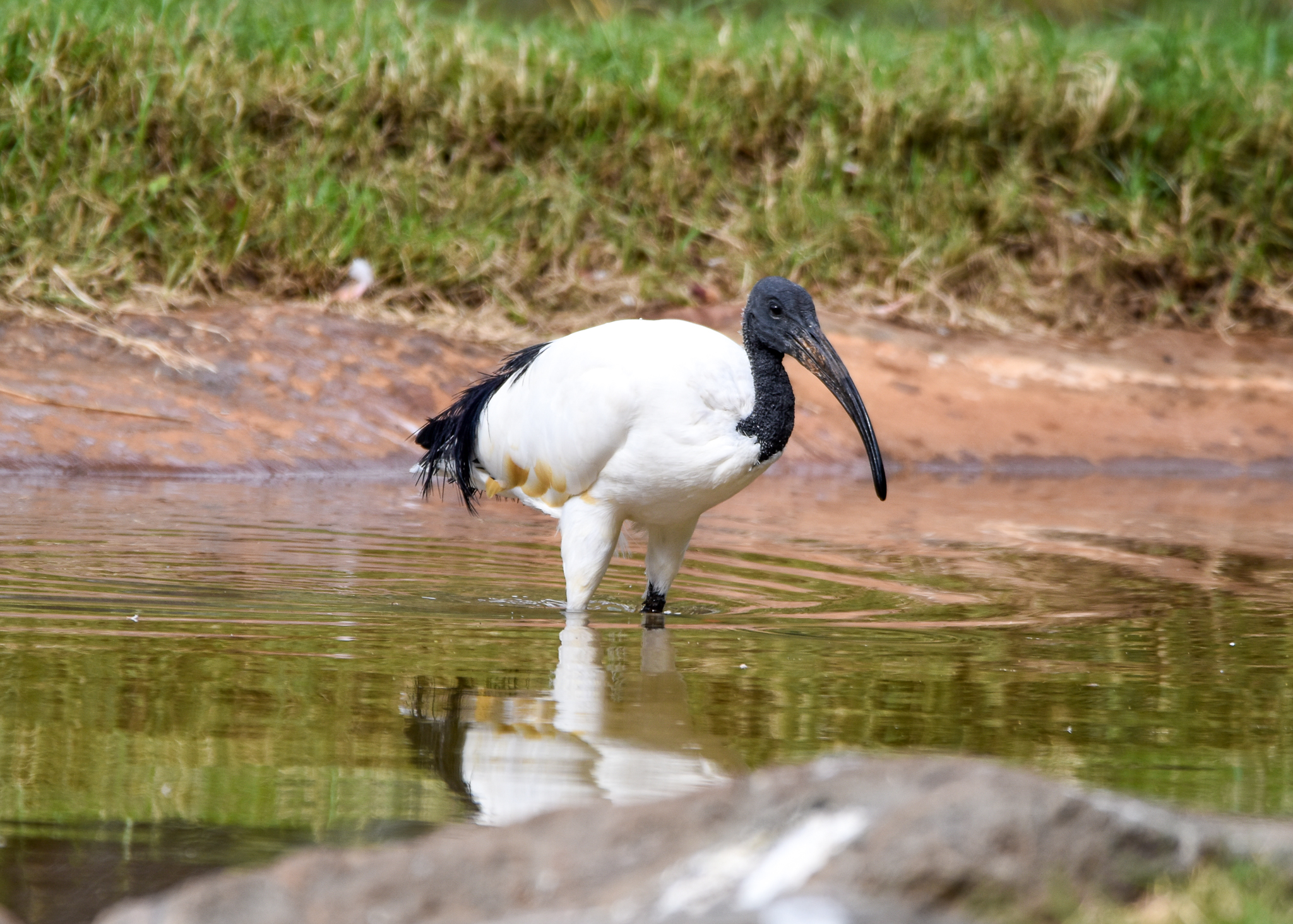 African Sacred Ibis