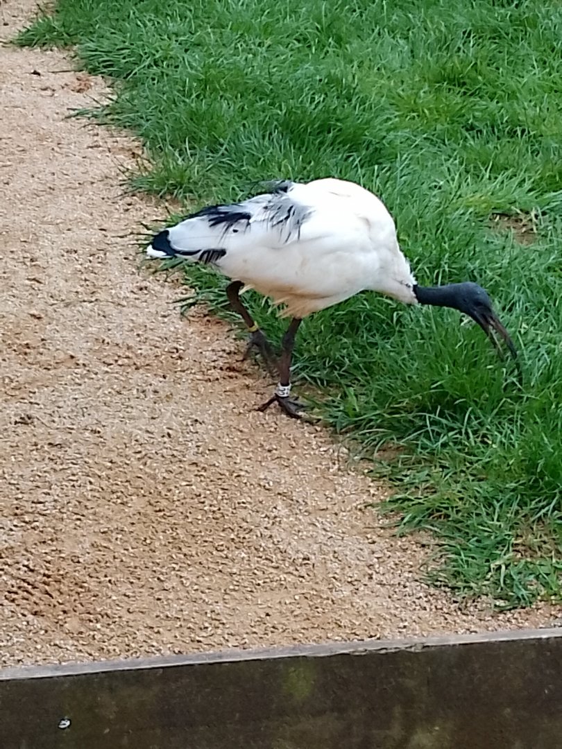 African Sacred Ibis