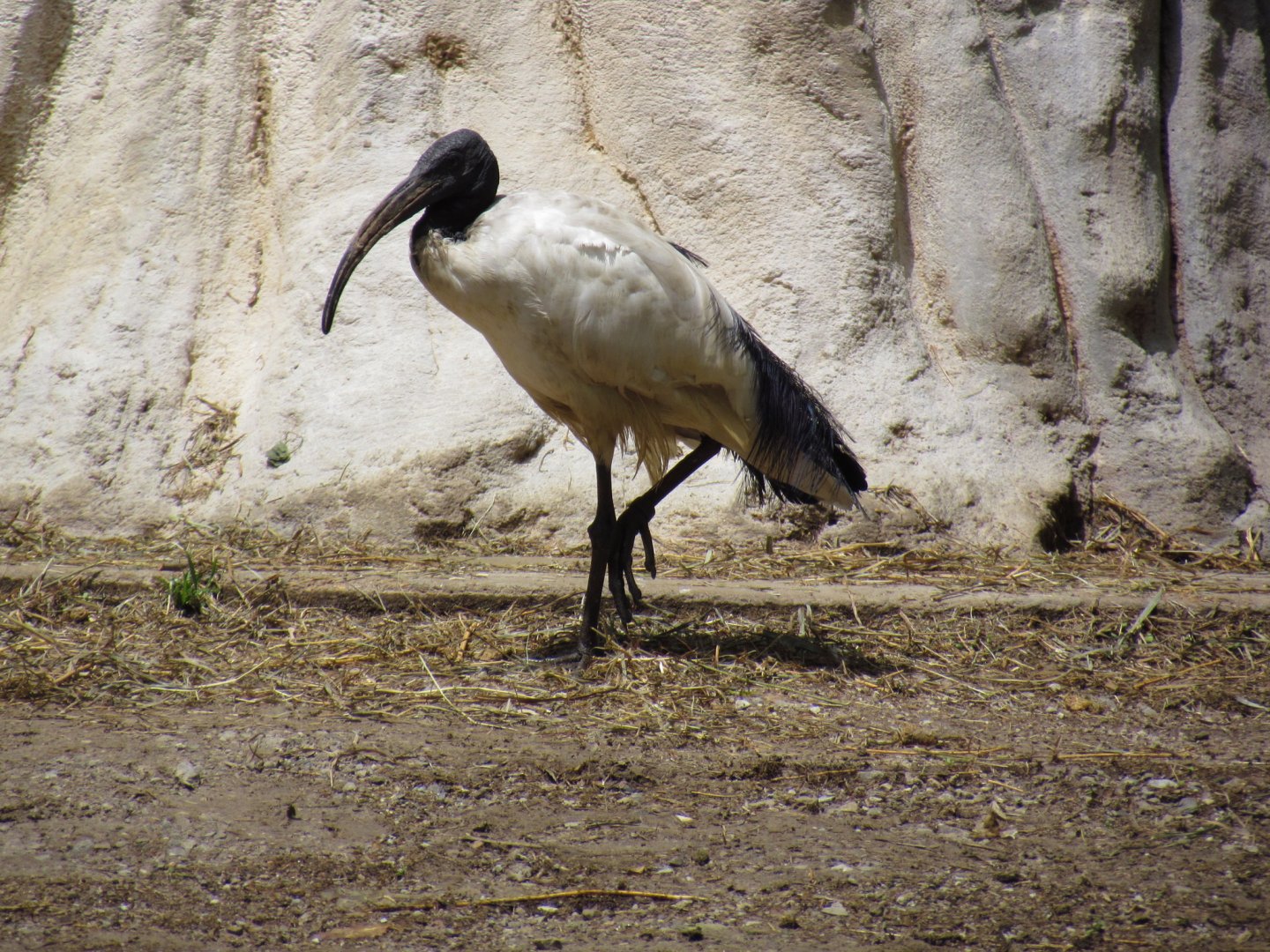 African Sacred Ibis