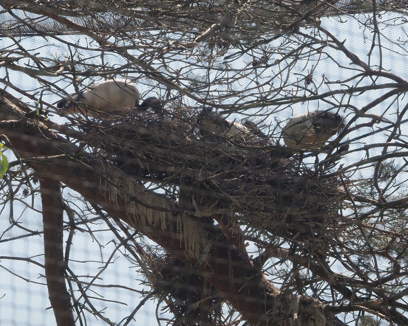 African sacred ibises  (Threskiornis aethiopicus) nesting 2025-04-30