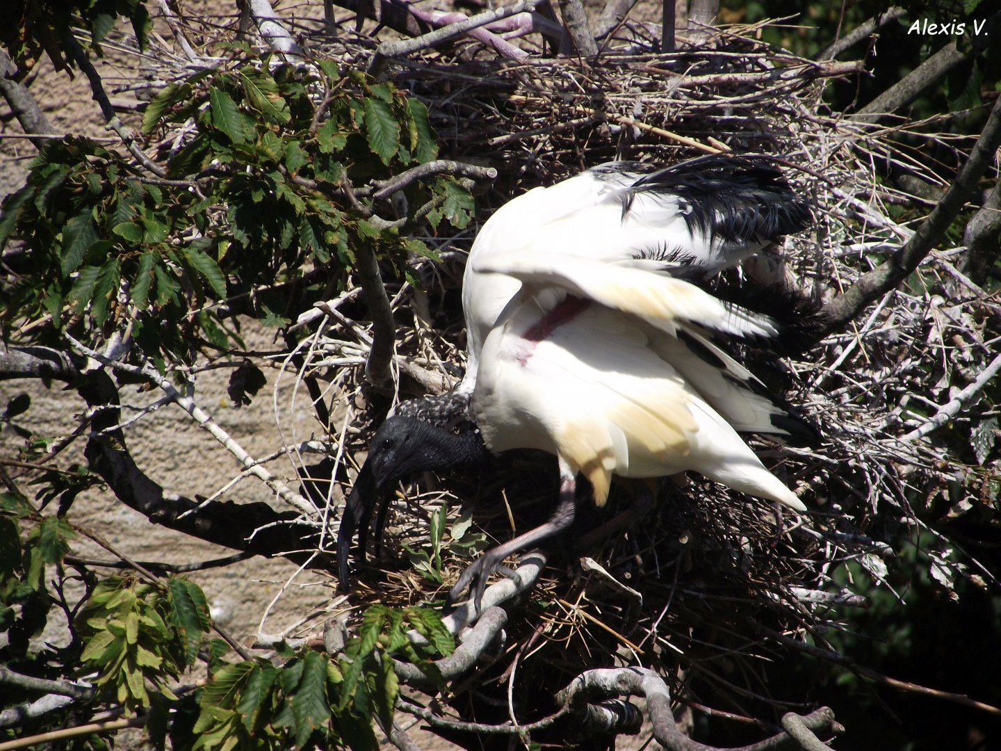 African Sacred Ibises - Zooparc de Beauval - 08/2023