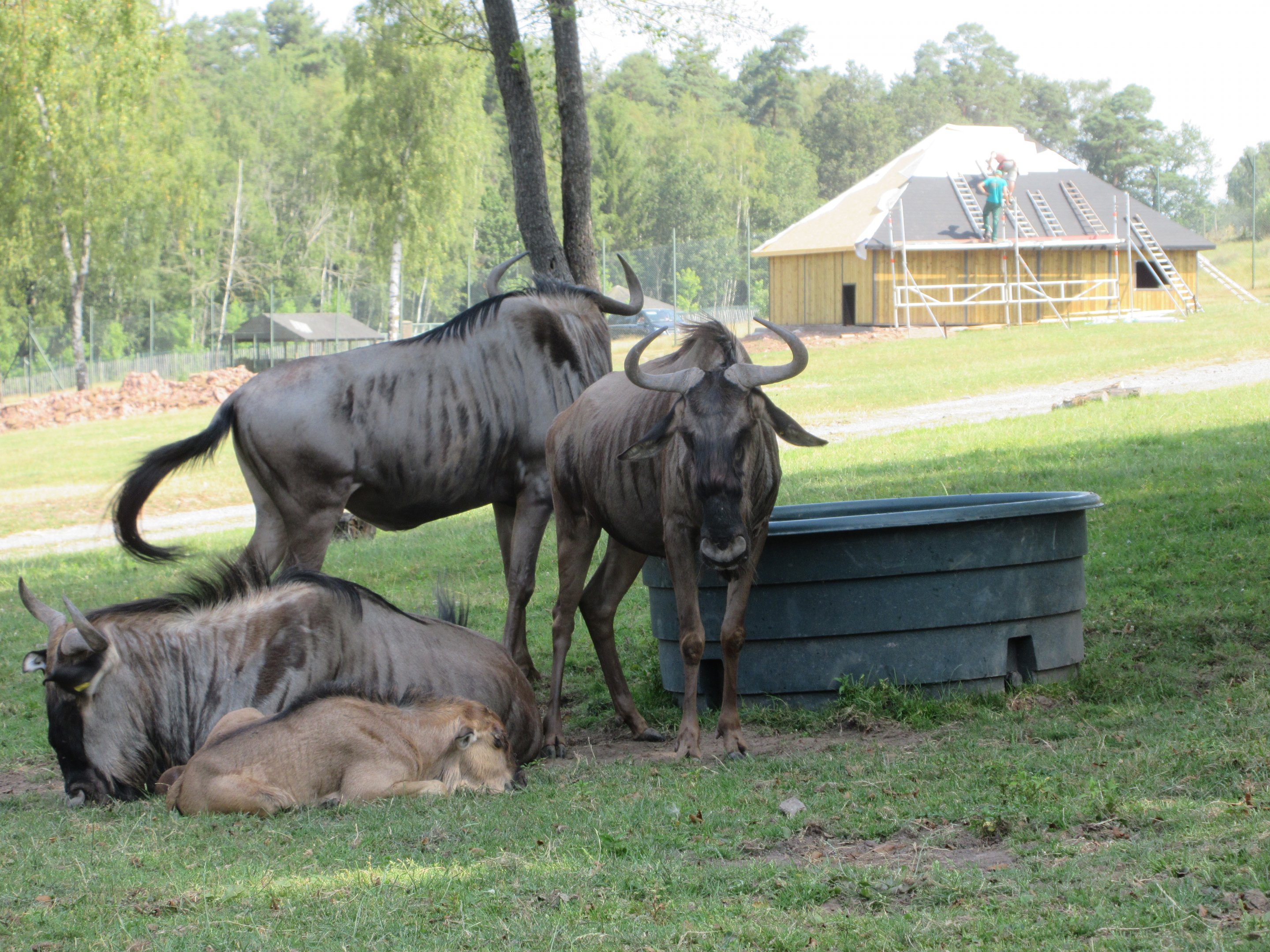African Safari - Blue Wildebeest
