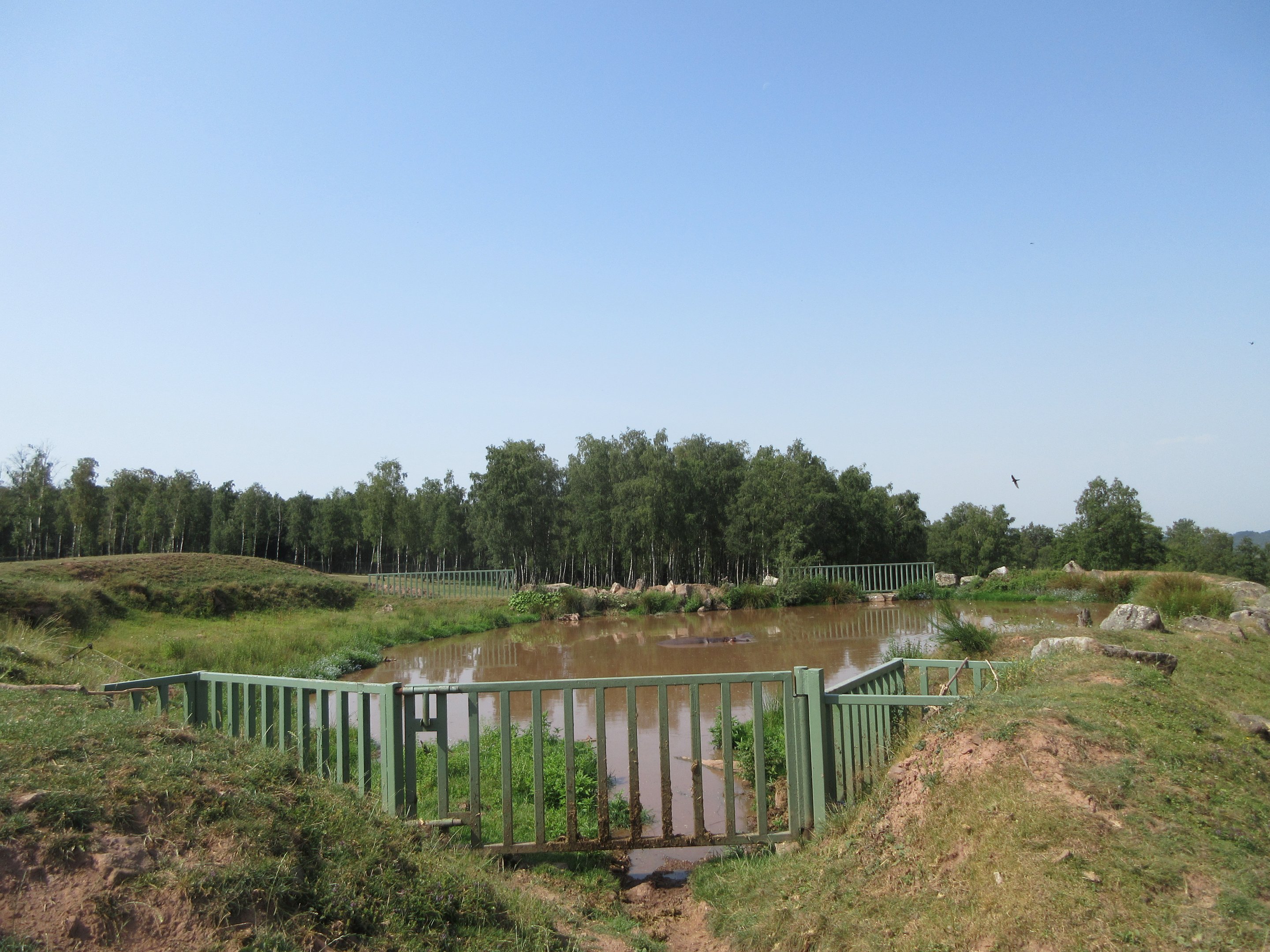 African Safari - Common Hippo Exhibit