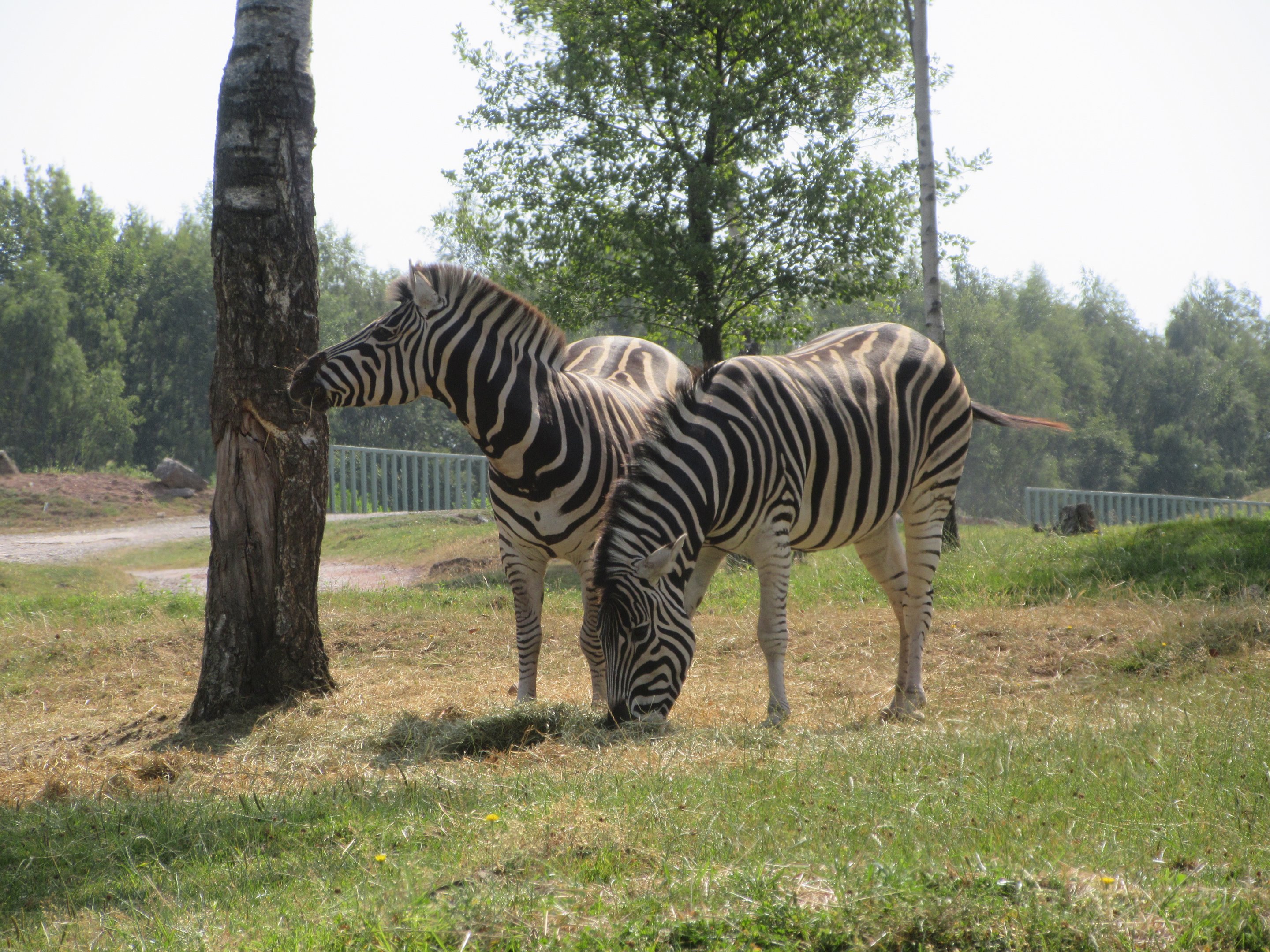 African Safari - Plains Zebra