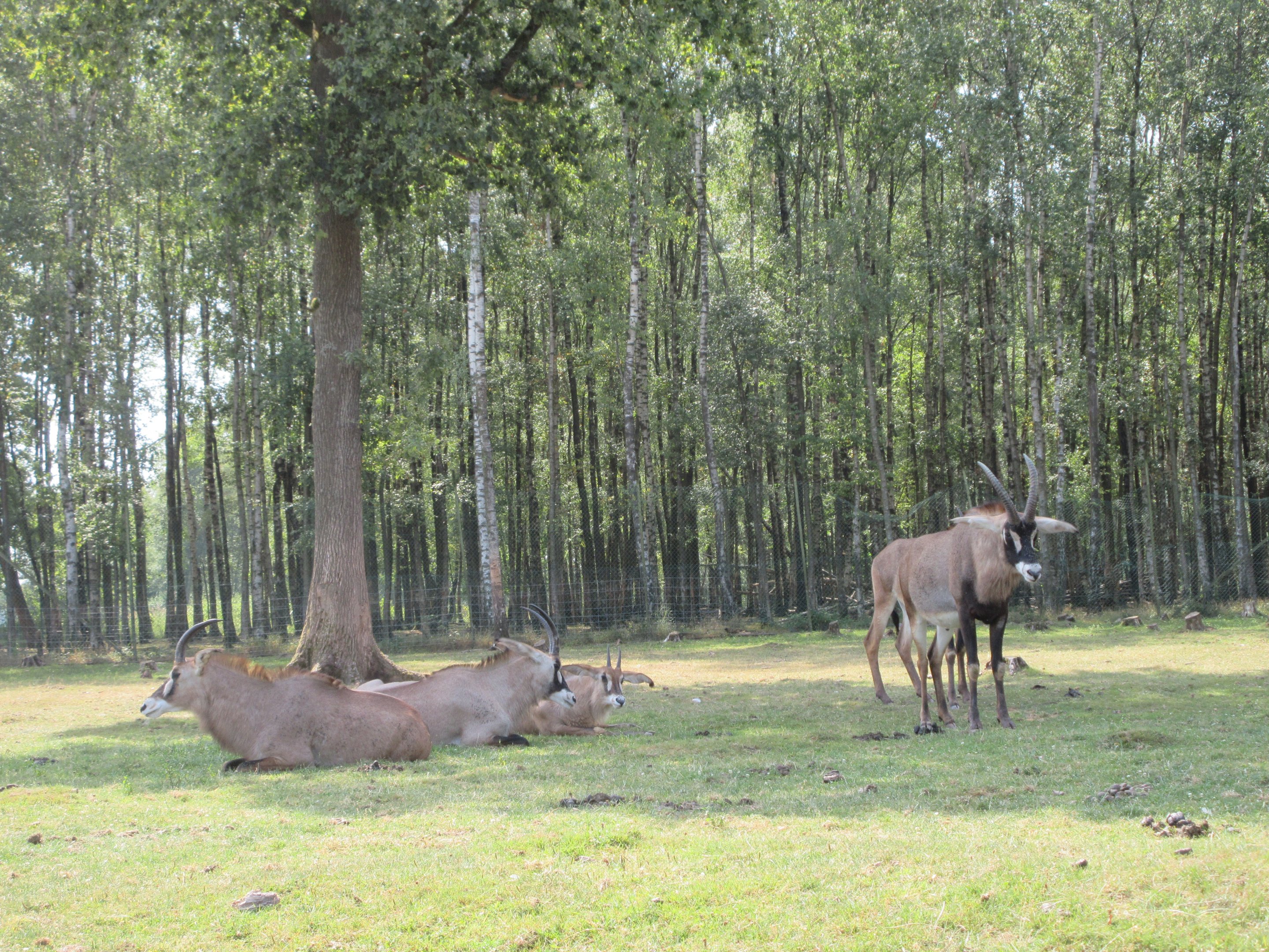 African Safari - Roan Antelope