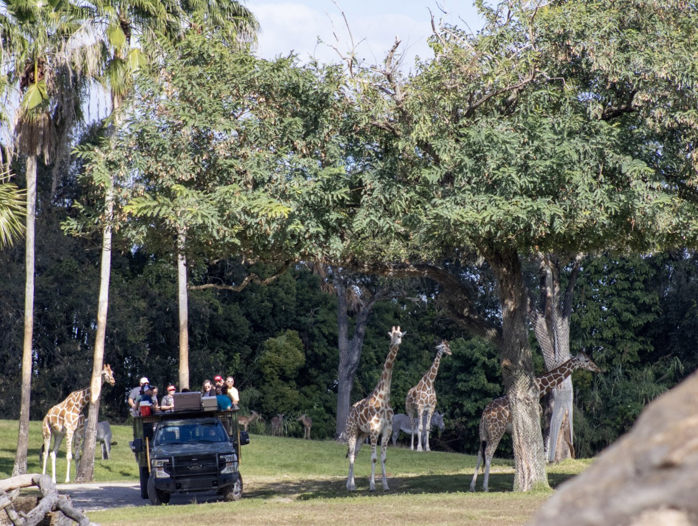 African Safari Tour