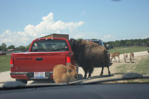 African Safari Wildlife Park drive-through