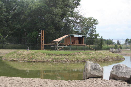 African Safari Wildlife Park's "Lemur Island"