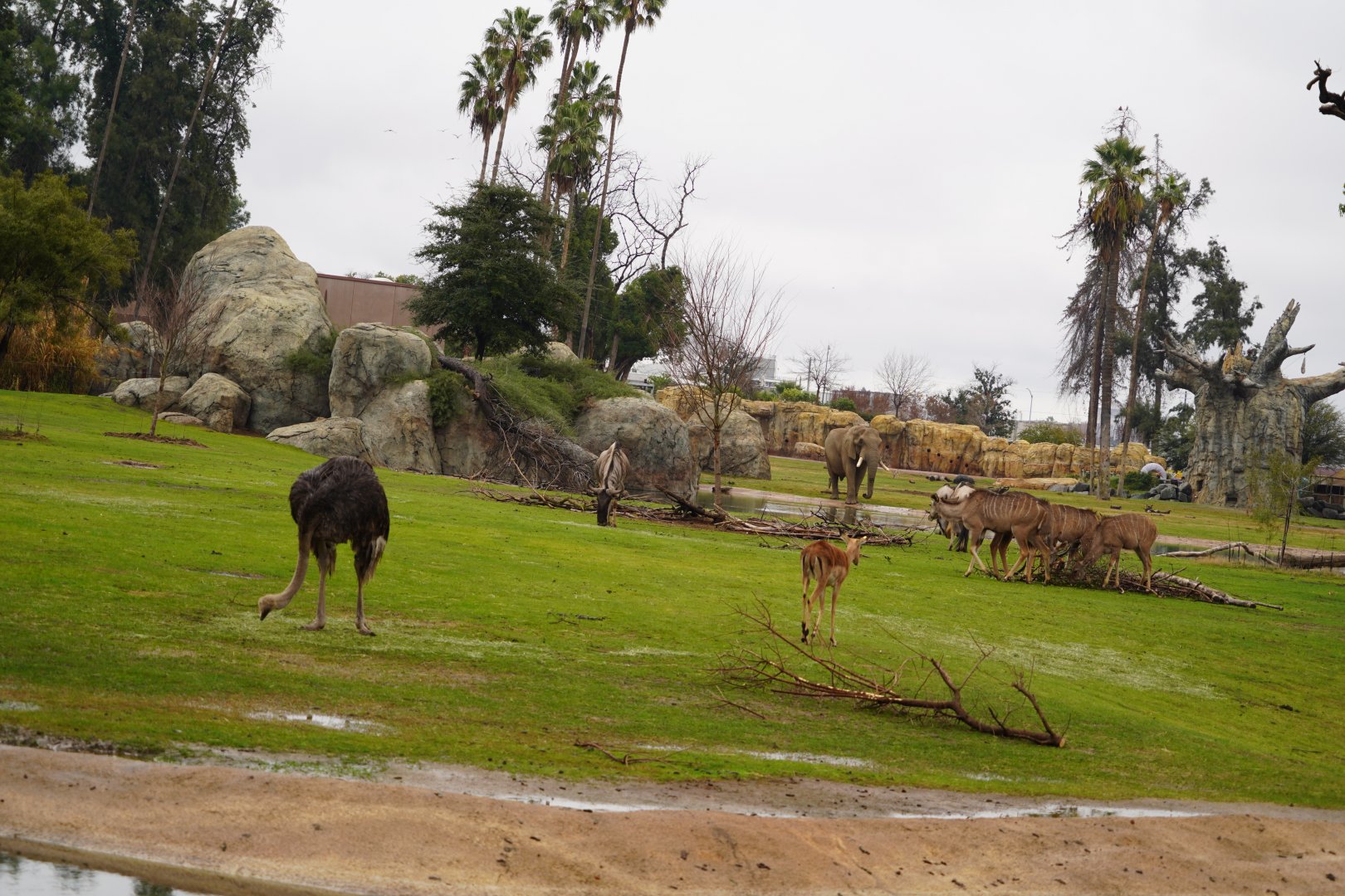 African sanvanah enclosure