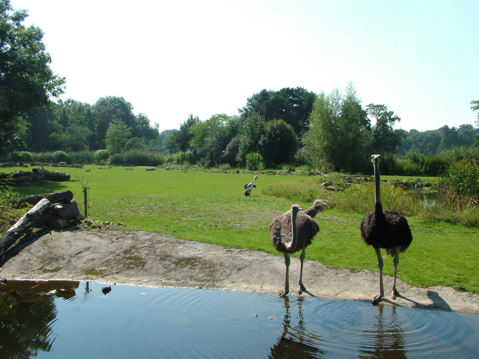 African Savanah at Leipzig, 02/09/11