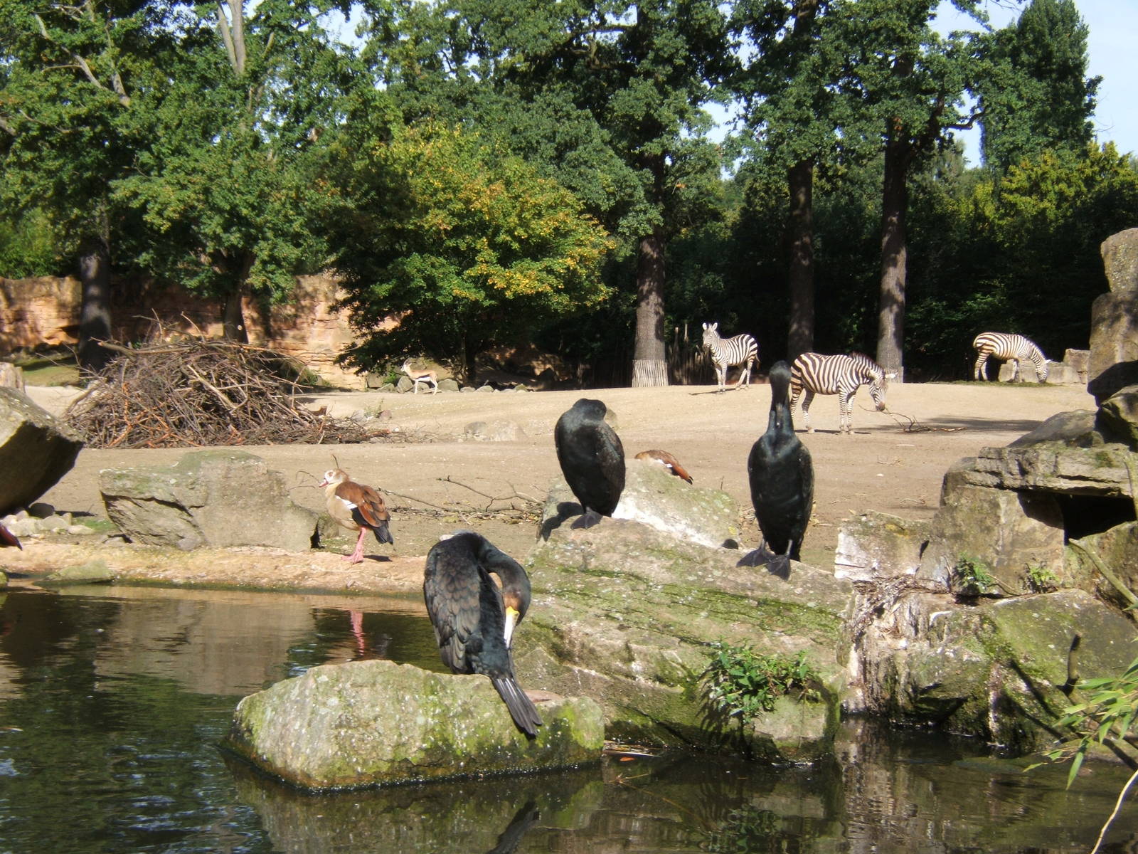 African Savanah exhibit