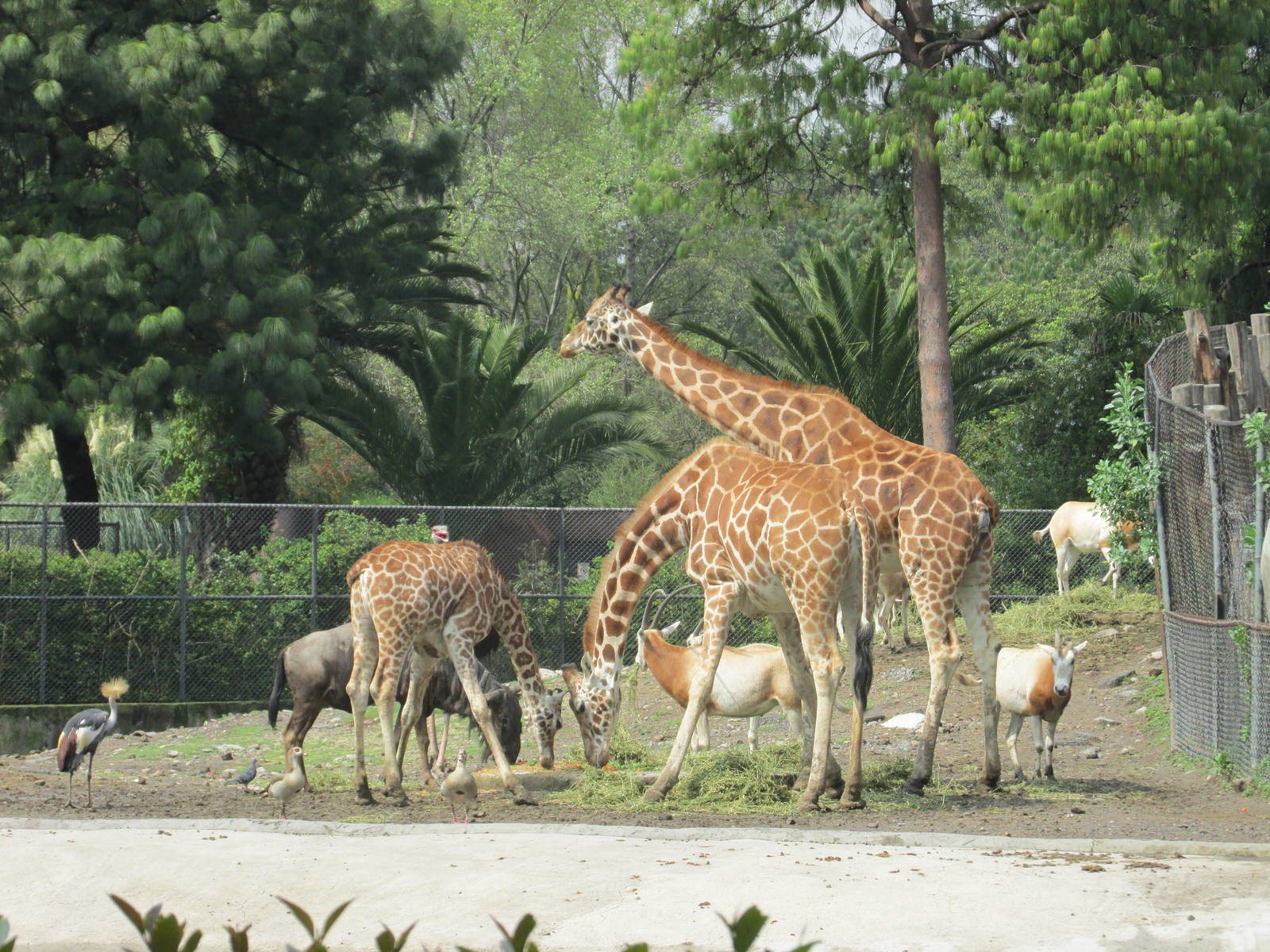 african savanah feeding time chapultepec zoo