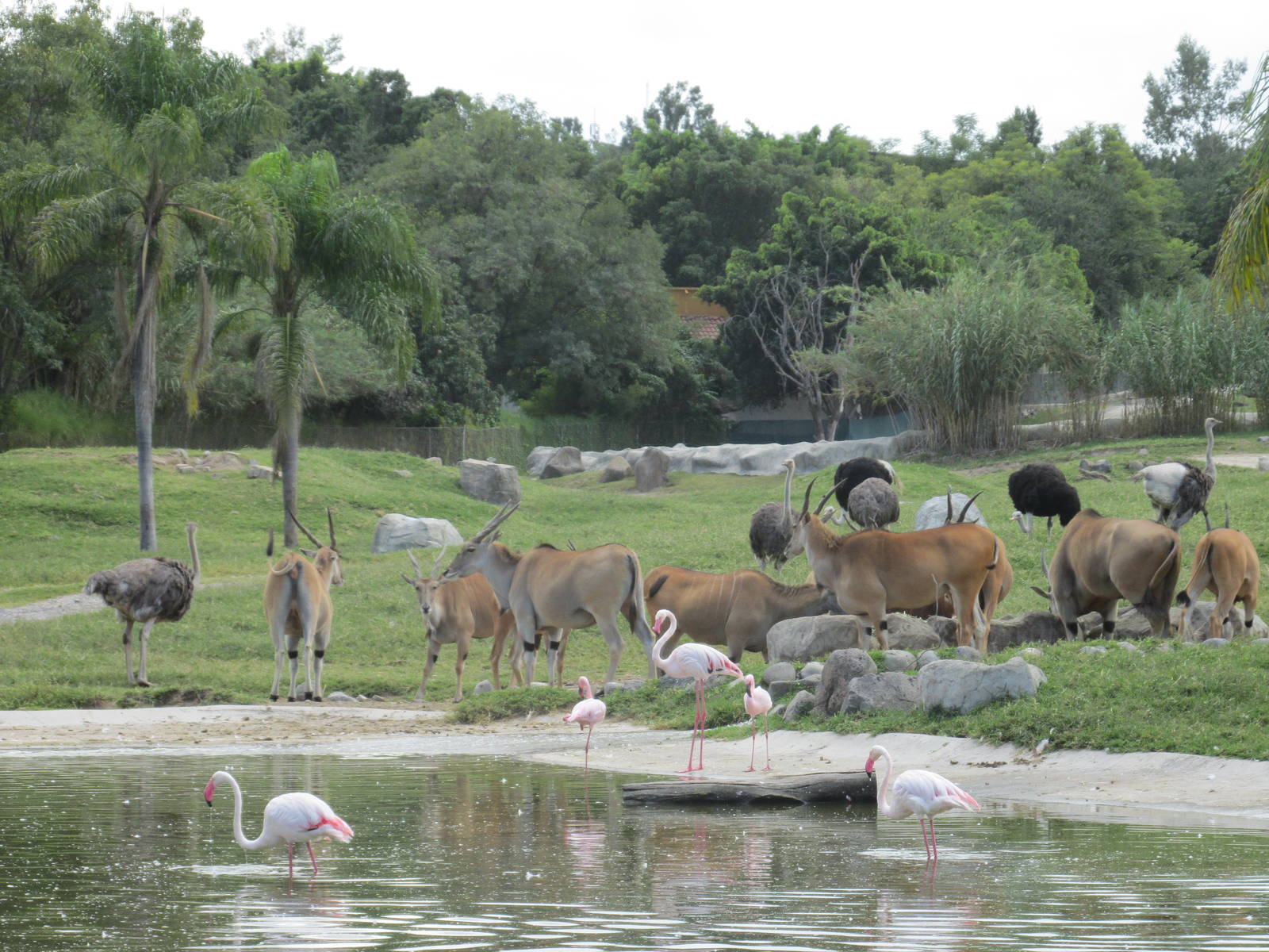 african savanah guadalajara zoo - eland, ostrich and flamingos