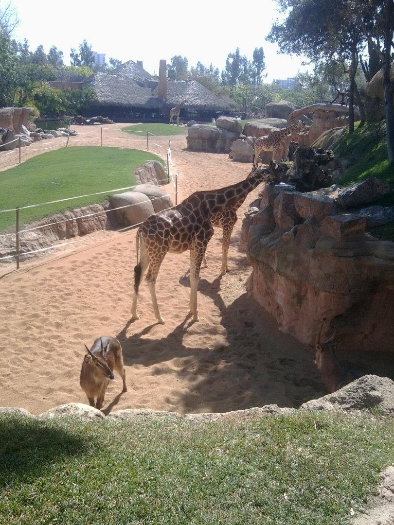 African savanah section (part)