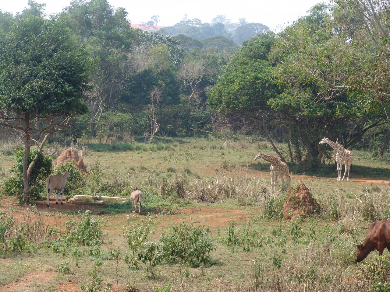 African Savanna 1