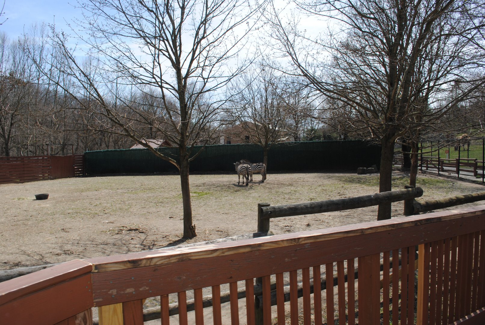 African Savanna (2 Ostriches and 2 Zebras)