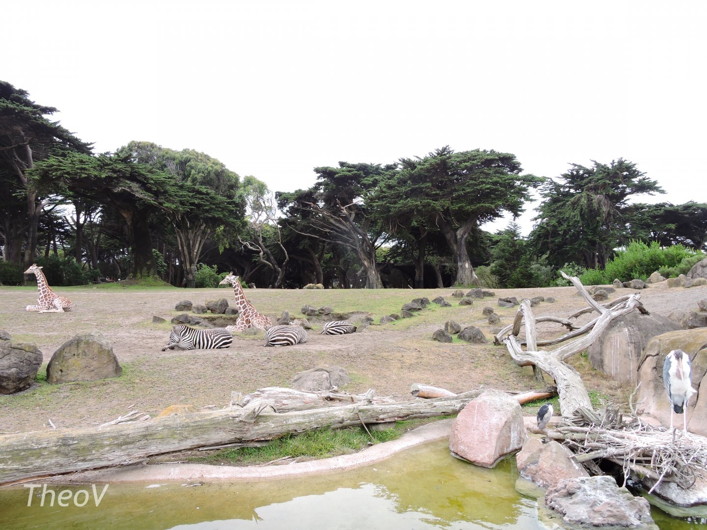 African Savanna [2015]