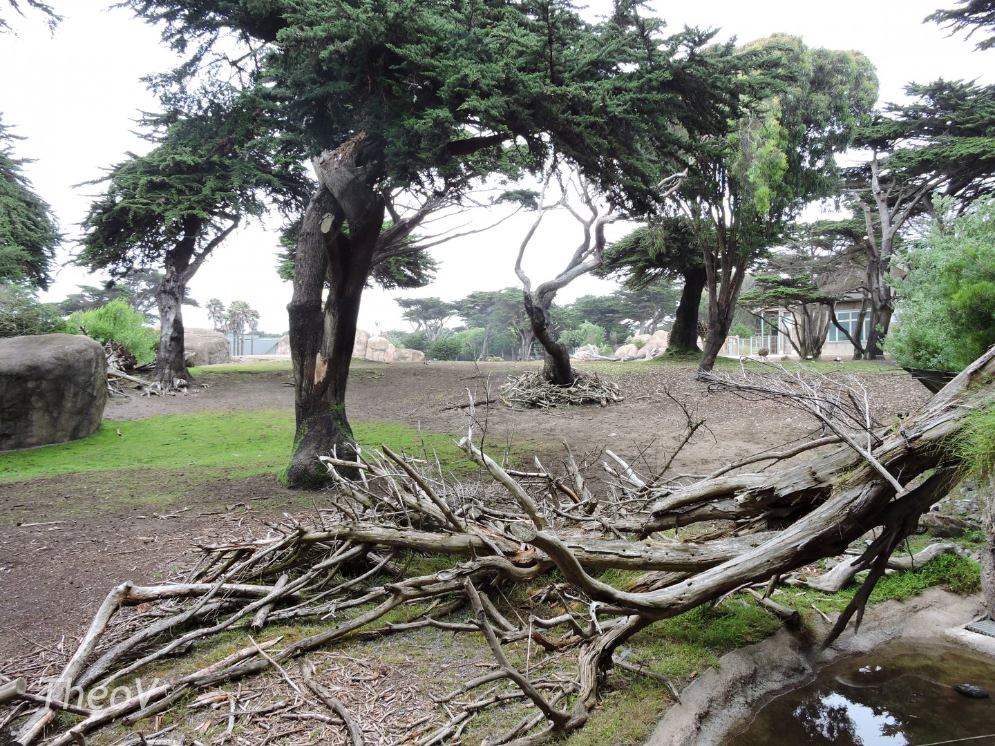 African Savanna [2015]