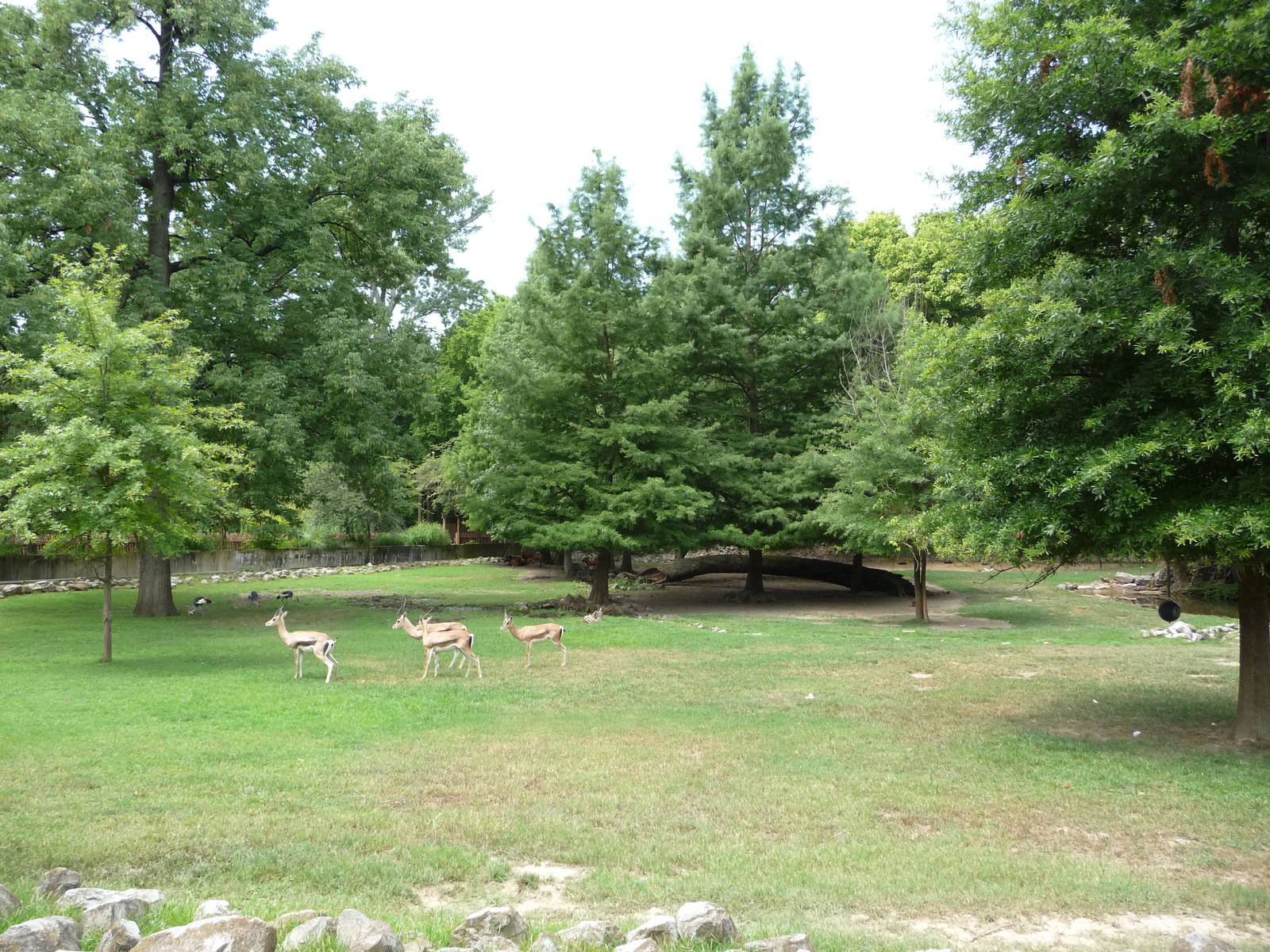 African Savanna (4 Species)