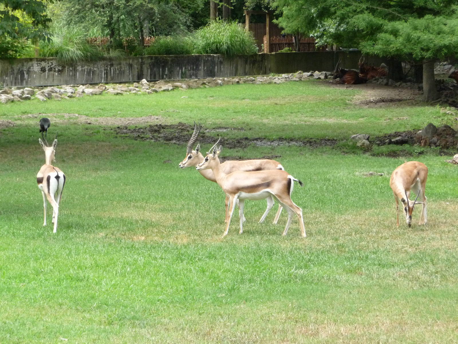 African Savanna (4 Species)